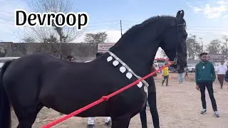 Stallion Devroop - Eye Catching Beauty - Stunning Marwari Horse at Jagraon Horse Show 2024