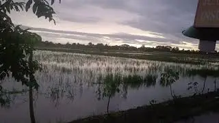 Flooded Rice Fields After Rain | Real Rural Landscape
