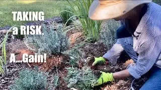 How I’m Transplanting & Dividing Lavender(Hoping for the Best🤞)!