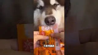I Bought This $9.99 Pet Toy on a Whim&mdash;What Happened Next Made Me Cry Happy Tears (Real Moments, No S