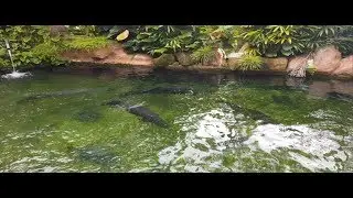 New Fish! + 60k Gallon Pond Feeding Update of Monster Fish!