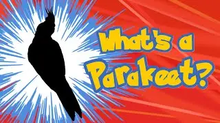Что такое попугай?