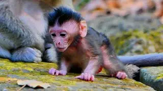 Primate monkey.../First time for newborn learning to walks.../Cute life baby.../Nice clip