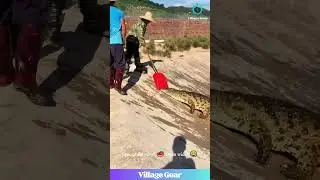 Dude's Job is Feeding Dinosaurs! 🦖 That Shovel Feed Tho! 😂 #crocodile #funny #job #wild