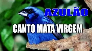 Deixe seu Azulão Cantando Muito com o Canto da Mata Virgem