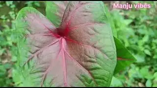 sale ന് വേണ്ടി caladium കിട്ടി.plant hunting malyalam #planthunting #caladium#manjuvibes
