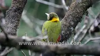 Spot the stunning Greater Yellownape resting on a moss-covered tree deep in the Himalayan forest