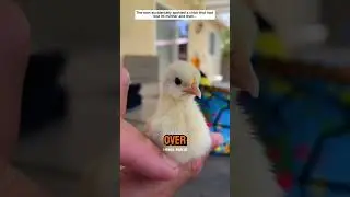 Heartwarming Rescue: Man Saves Lost Chick and Finds a New Best Friend 🐥❤️