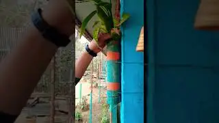 indoor plant after 2 month #shorts #viral #crazyxyz #misterindianhacker