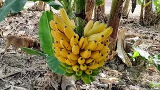 Why you will almost never see ripe Bananas on the Plant