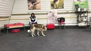 Sound Desensitization  Exercises by The Dog's Den
