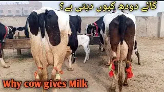 Why cow Gives Milk | cow Milk Facts | Amazing Animal Facts| cow milk Explained|Cow milk Secrets 