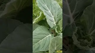 البستان ديالنا المتواضع🤗 #nature #channel #foryou #اكسبلور