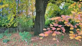 Leaves Falling from Beech tree in Albert Park