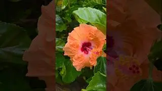 Hibiscus Plant 50rs OnlyINDRA GARDENS PLANTS & POTS SHOP, RADIAL ROAD, CHENNAI.