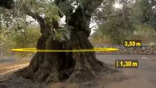 PAISAJE HISTÓRICO DE OLIVOS MILENARIOS DEL SÉNIA