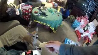 messing with marley
