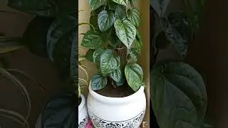Betel leaf😍😍 #garden #beautiful #indoor #betelleaf #plants #paan #trending #youtubeshorts