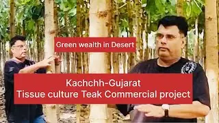 Tissue culture teak in kachchh Gujarat | Vatican Shona Agrotech | farming 