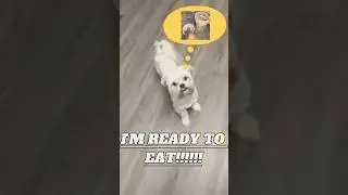 🐶Dior is ready for Breakfast! #shorts #viral #trending #youtubeshorts#lifestyle #dog#puppy#cooking
