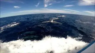 Melon-headed whales (Peponocephala electra) in Maldives