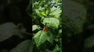 #relaxing #raininforest #rainsounds #rain