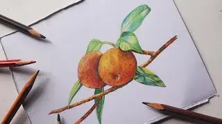 Drawing Chiku with colour pencils | Fruit drawing | easy drawing of Sapota
