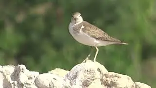 Creative inspiration, care for nature, protect wild animals, what kind of bird