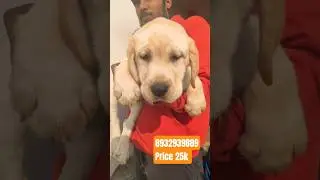 english Labrador puppy available for sale in Gorakhpur @Royal_pat📞8932939889 #puppyshop#labrador