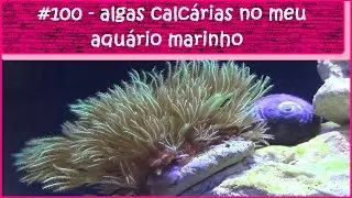 Algas calc&aacute;rias no meu aqu&aacute;rio marinho