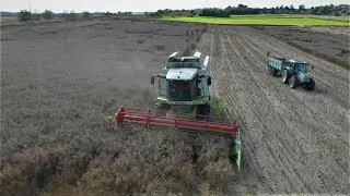 Claas combine cutting oilseed rape in Scotland. Harvest 2019