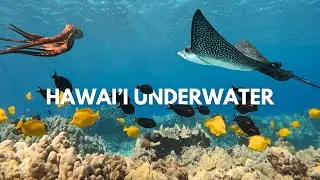 Hawaii Underwater Paradise | 4K Tropical Wildlife & Coral Reef Relaxation