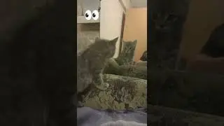 #cat the cat was scared of her reflection o_o