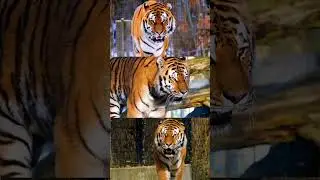 Tight slow motion walking #tigerwalking #attitude #shortvideo s #tiger #nature