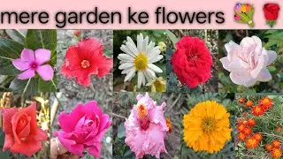 Maine apne garden me lgaye alag alag tarah ke phool#gardening#plant lover#gardener#plantaion#nature