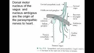 Neural Control of the Heart Function