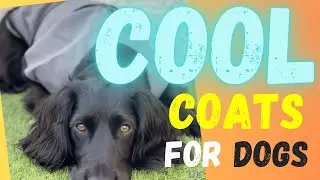 Cool Coats For Dogs UK | Pet Devotion
