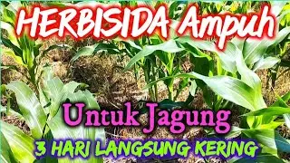 HERBISIDA Gulma Tanaman Jagung Paling Ampuh