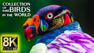 Collection of Rare Birds in the World 8K 60fps ULTRA HD &bull; Relax Music Nature and Nature Sounds