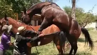 Best Arabic Horse Breeder Marwari Race Nezabazi Unbelievable beautiful horse #viralyoutubevideos
