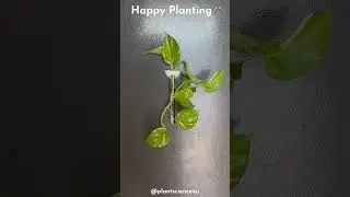 Magnetic Test Tube Planter (Indoor) | Fridge Magnet |  Happy Planting #plantscience4u
