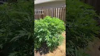 Cookies kush outdoor