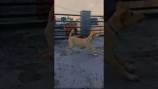 Animal Comedy Gold 😂 #labrador