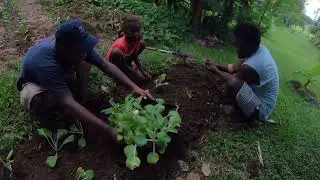 Reviving our backyard garden