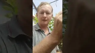 Conozca el porqué de un injerto y lo básico a tener en cuenta al realizarse esta práctica...
