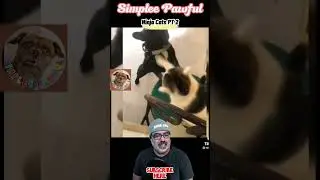Ninja Cats P2 #catfunnyvideo #cattube #catshortsfunny #funnycat #catloversofinstagram #catfunnyclips