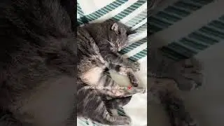Soft Cat, Soft Blanket, Soft Dreams