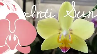 Орхидея фаленопсис Inti Sun - Ты Солнце