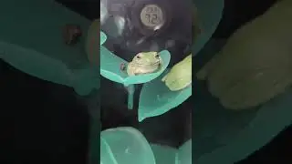 white tree frog croaking. baby whites tree frog male