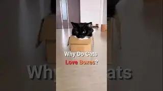 Why Do Cats Love Boxes? 😻 Discover the Secret Now!